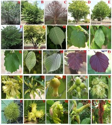 Resolving the Speciation Patterns and Evolutionary History of the Intercontinental Disjunct Genus Corylus (Betulaceae) Using Genome-Wide SNPs